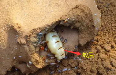 珠海市防治白蚁站 栾师傅 联系电话：40