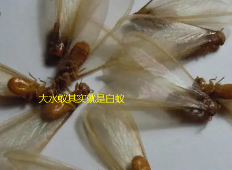 金湾区三灶镇哪里有治白蚁的师傅联系电话 