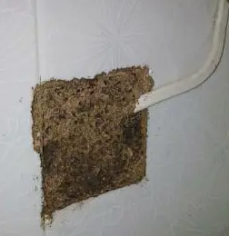 红旗镇白蚁防治，现在正是白蚁分飞时 栾师