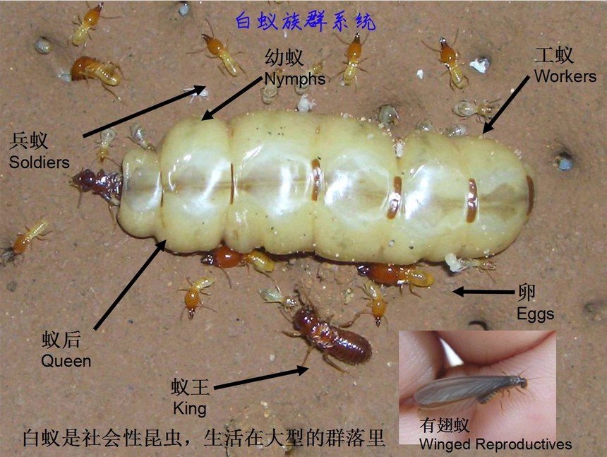 珠海白蚁防治 珠海白蚁预防 珠海清除白蚁