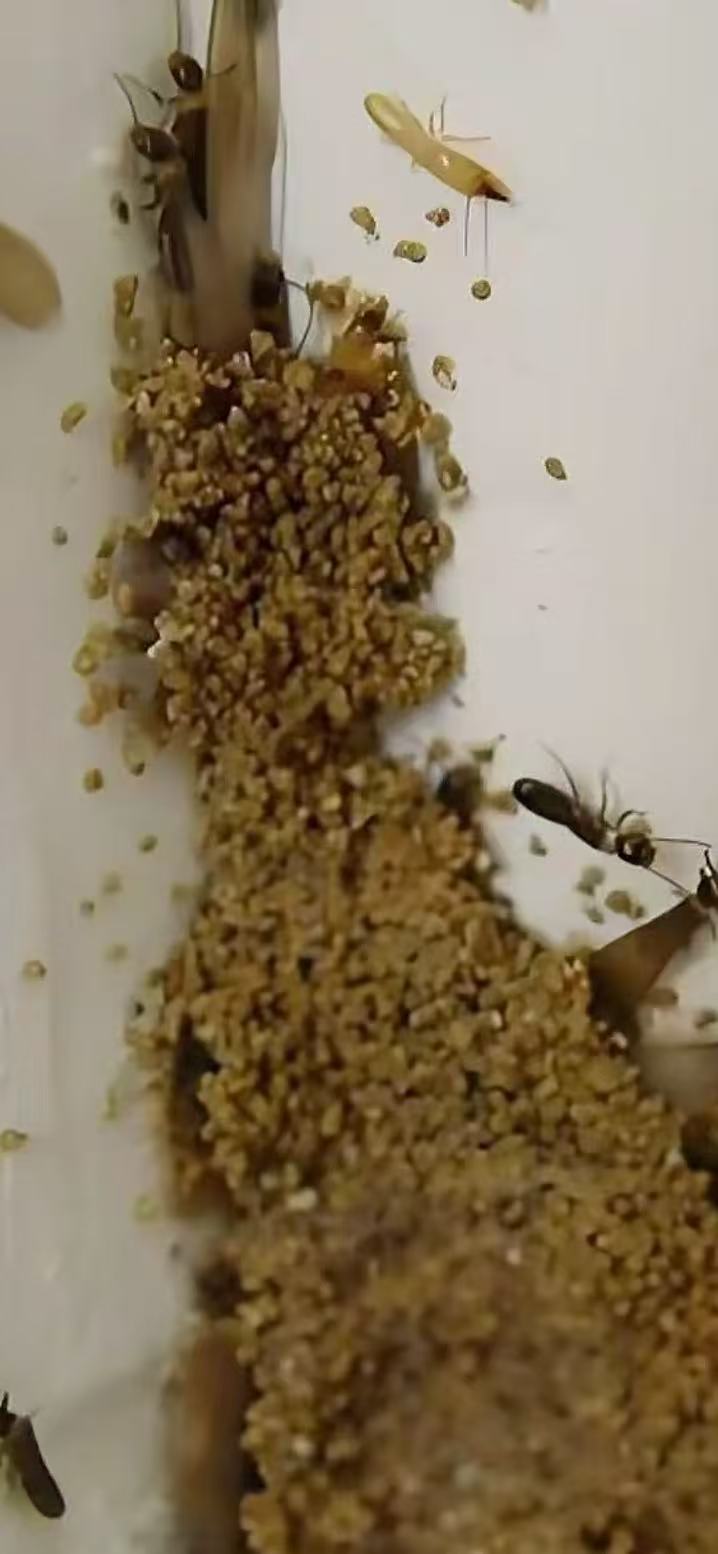 如何发现珠海自己家庭白蚁